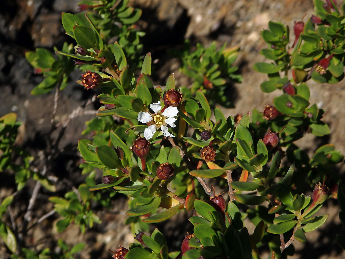 Pemphis acidula Forst. & G. Forst.