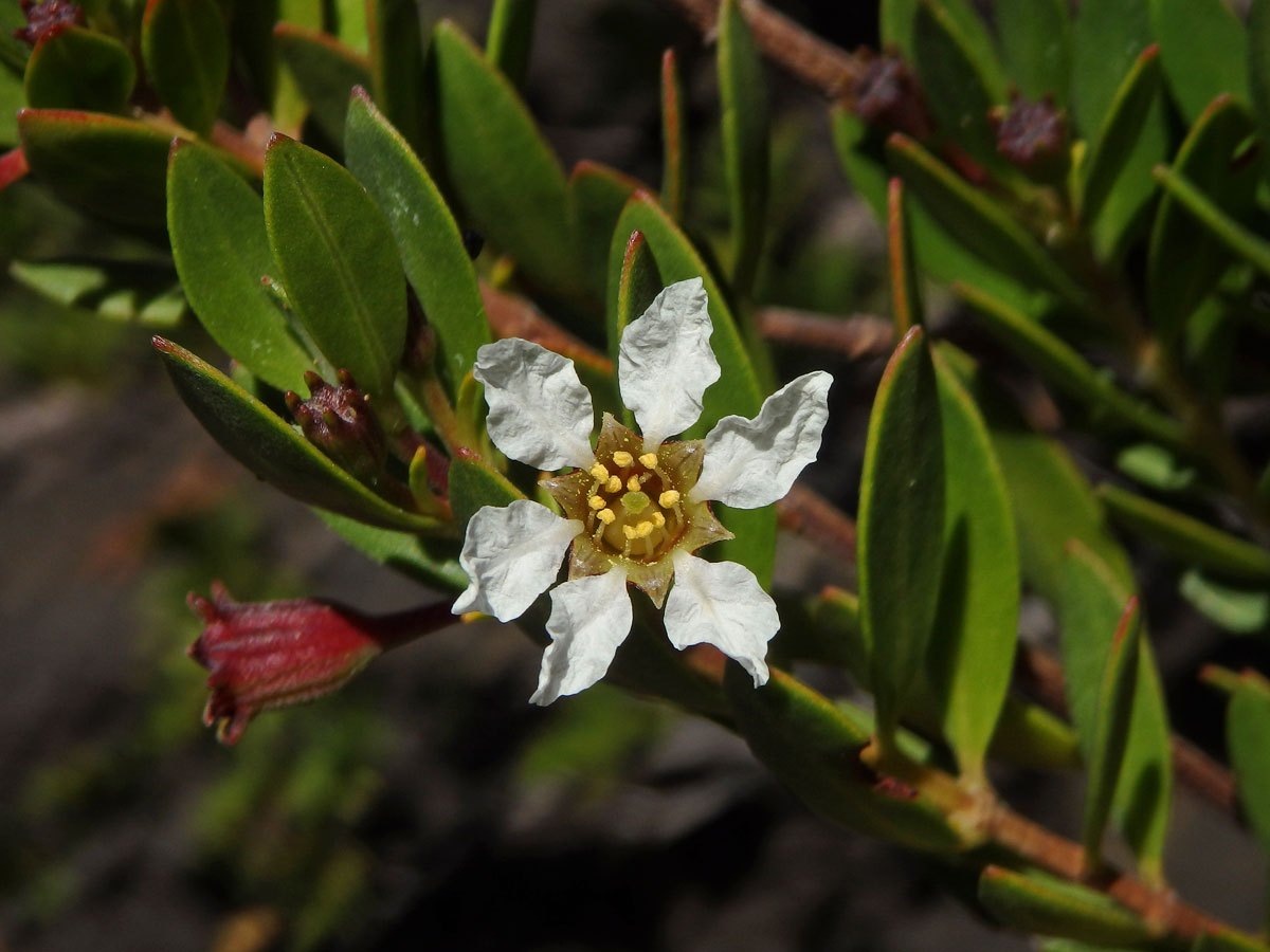 Pemphis acidula Forst. & G. Forst.