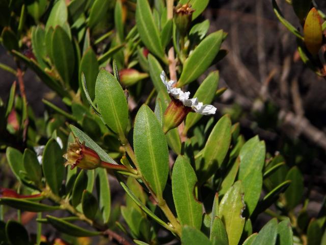 Pemphis acidula Forst. & G. Forst.