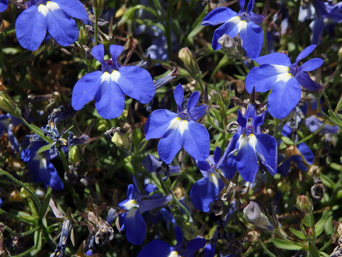 Lobelka modrá (Lobelia erinus L.)