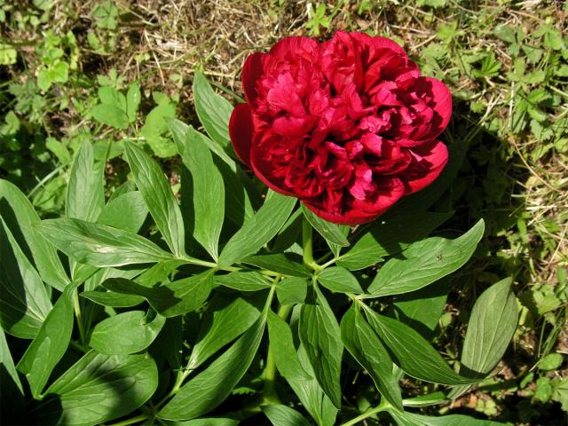 Pivoňka lékařská (Paeonia officinalis L.)