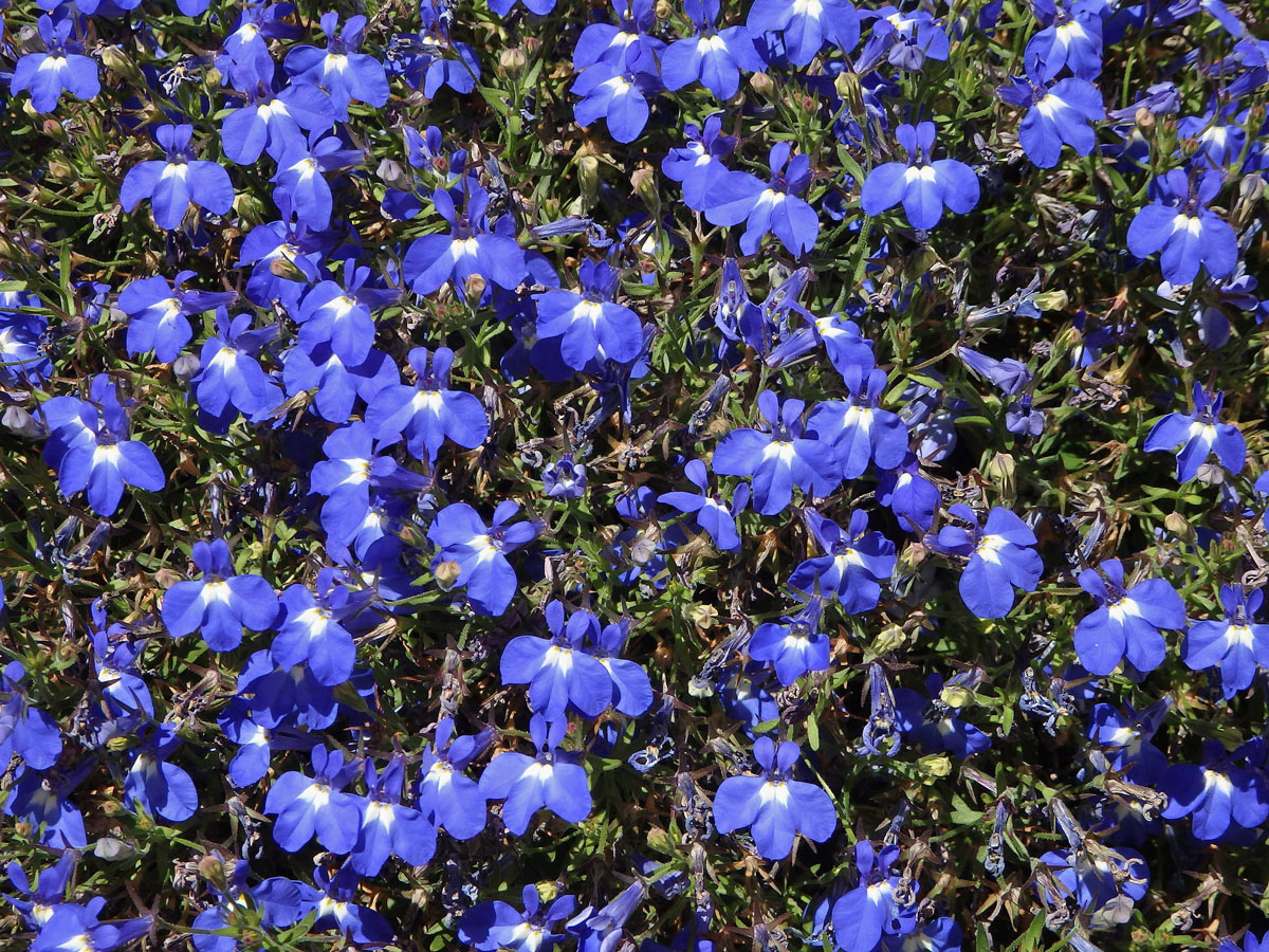 Lobelka modrá (Lobelia erinus L.)