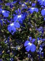 Lobelka modrá (Lobelia erinus L.)