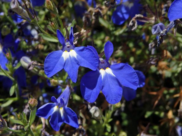 Lobelka modrá (Lobelia erinus L.)