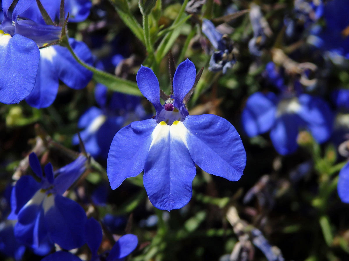 Lobelka modrá (Lobelia erinus L.)