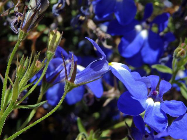 Lobelka modrá (Lobelia erinus L.)