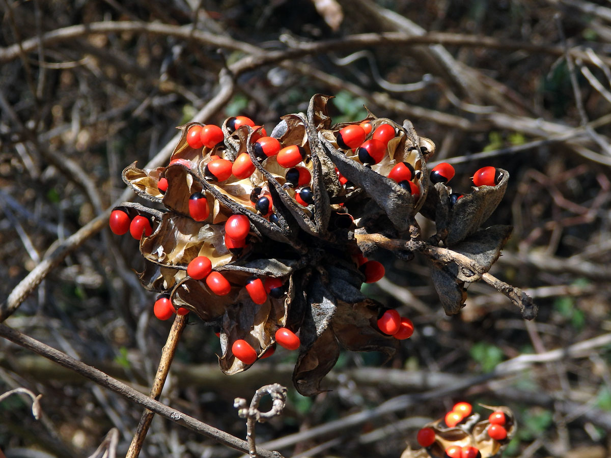 Soterek obecný (Abrus precatorius L.)