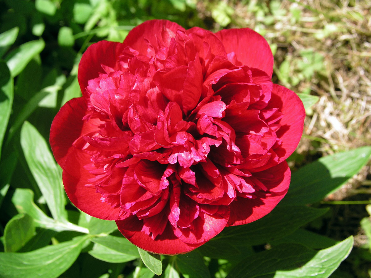 Pivoňka lékařská (Paeonia officinalis L.)