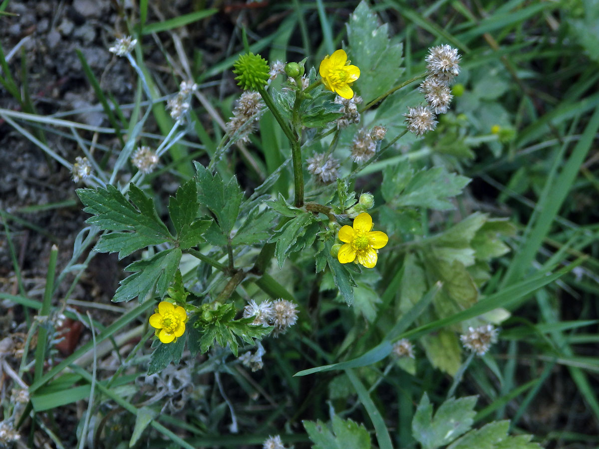 Pryskyřník (Ranunculus multifidus Forssk.)