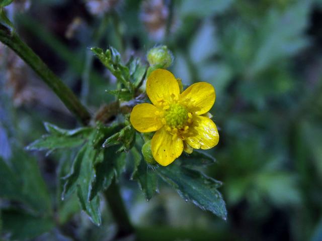 Pryskyřník (Ranunculus multifidus Forssk.)