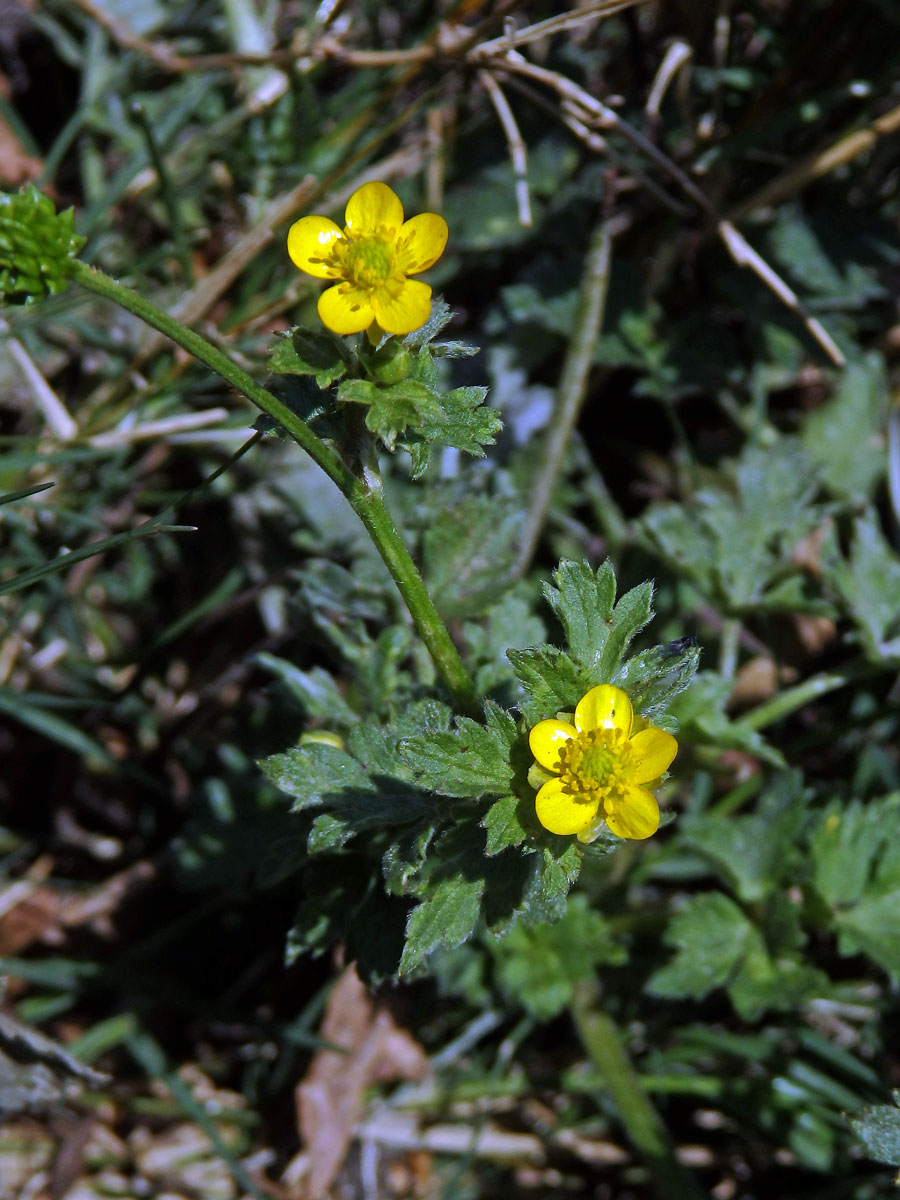 Pryskyřník (Ranunculus multifidus Forssk.)