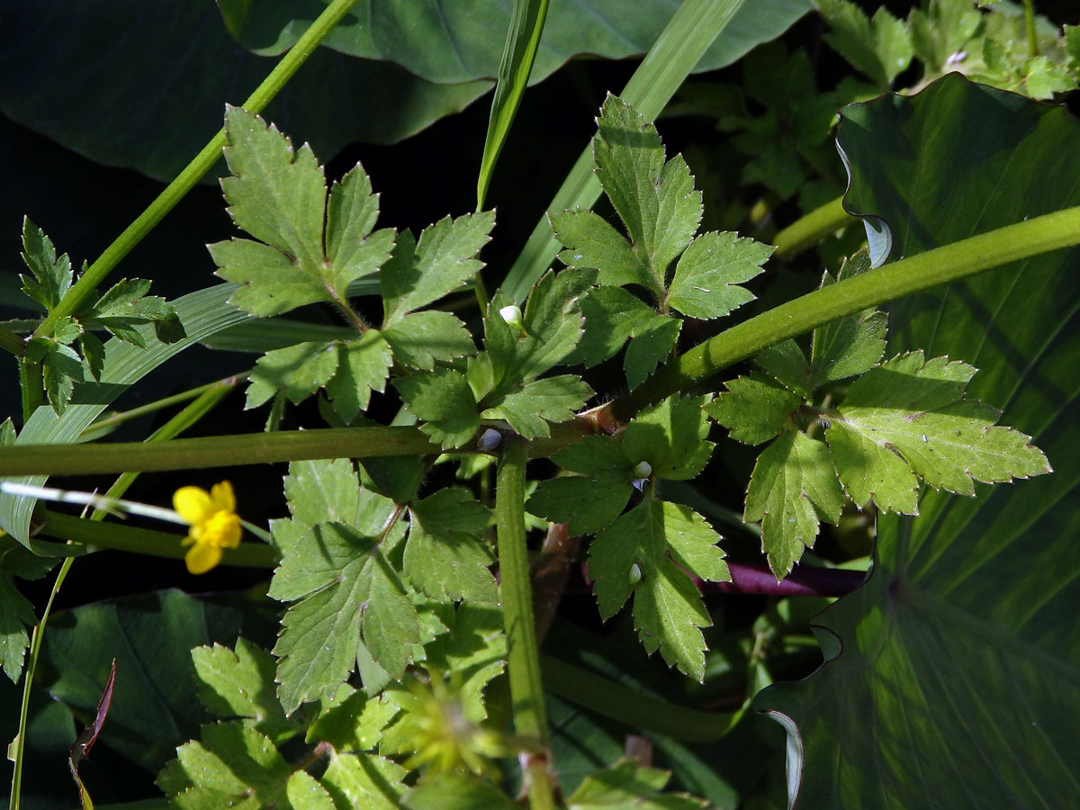 Pryskyřník (Ranunculus multifidus Forssk.)