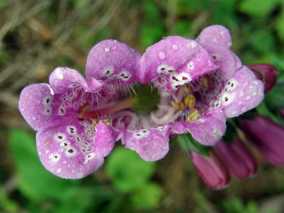 Náprstník červený (Digitalis purpurea L.) - zdvojený květ (1a)