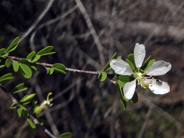 Bauhinia grandidieri Baill.