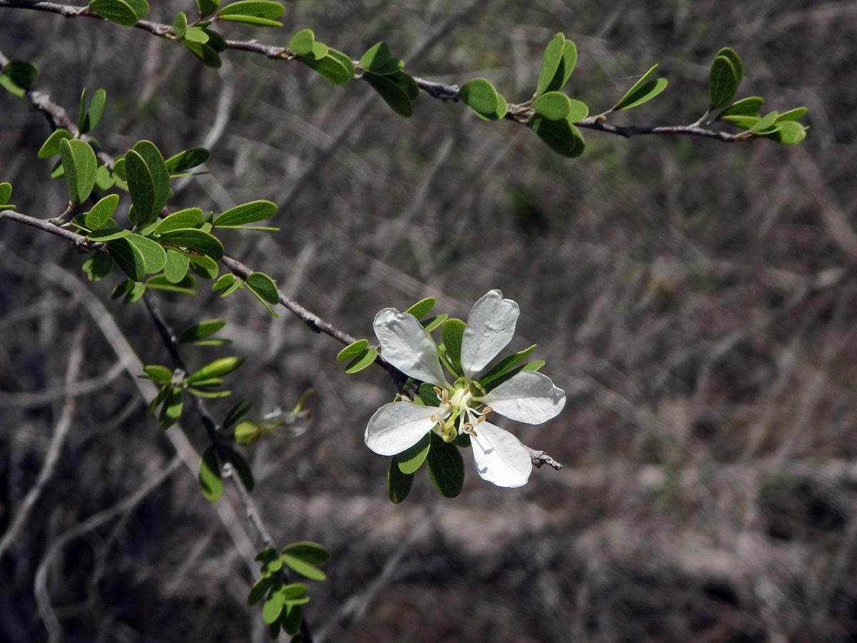 Bauhinia grandidieri Baill.