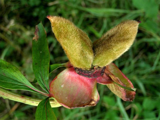 Pivoňka lékařská (Paeonia officinalis L.)