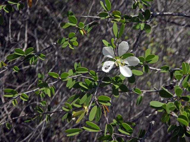 Bauhinia grandidieri Baill.