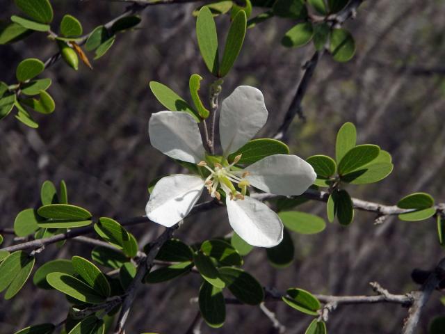 Bauhinia grandidieri Baill.