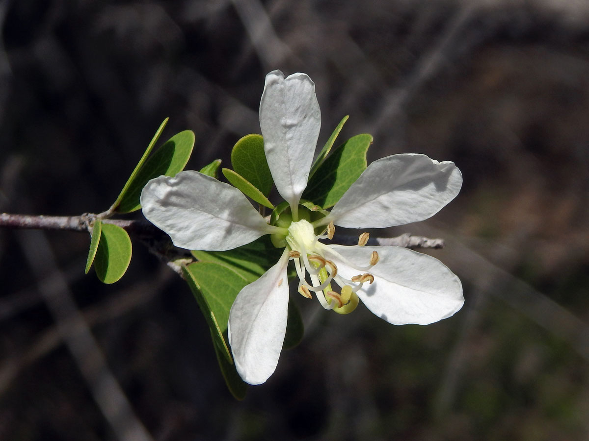 Bauhinia grandidieri Baill.