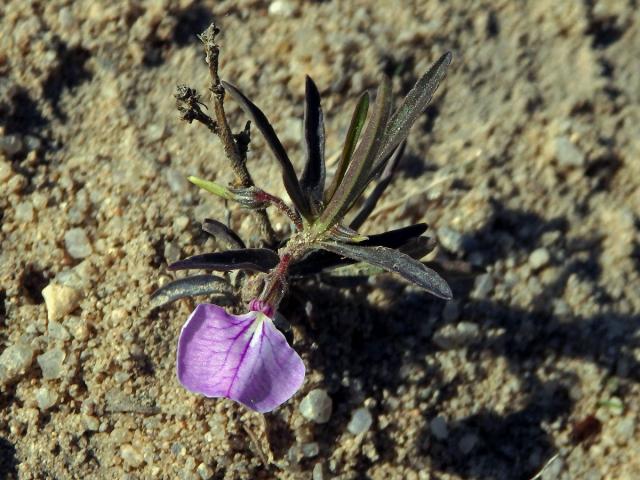 Hybanthus enneaspermus (L.) F. Muell