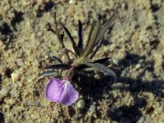 Hybanthus enneaspermus (L.) F. Muell 