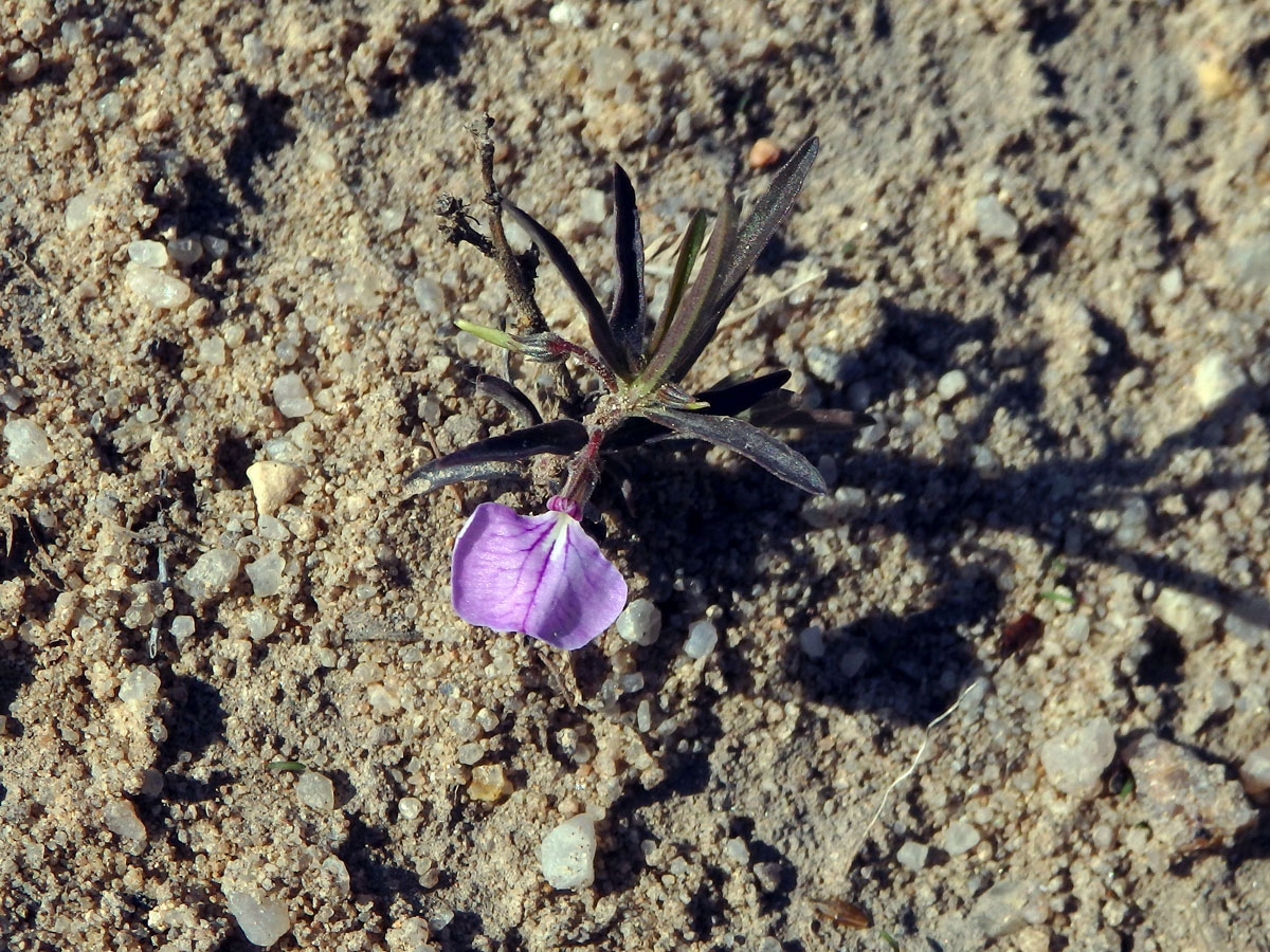 Hybanthus enneaspermus (L.) F. Muell