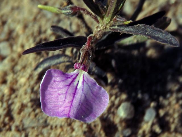 Hybanthus enneaspermus (L.) F. Muell