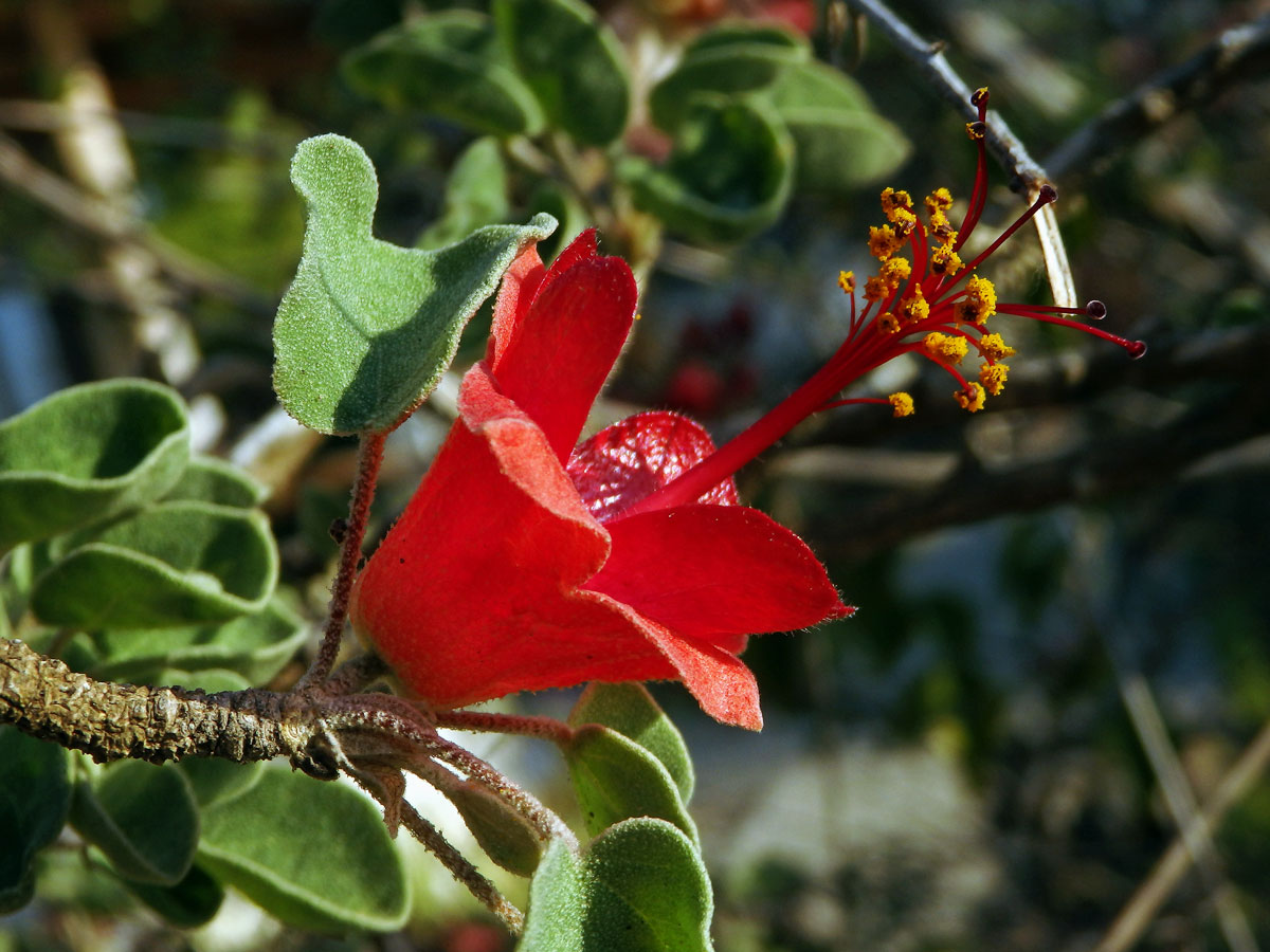 Megistostegium microphyllum Hochr.