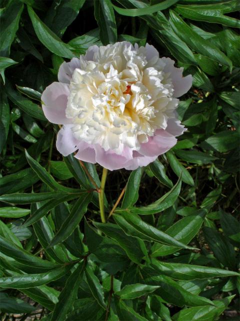 Pivoňka keřovitá (Paeonia suffructicosa Andrews)