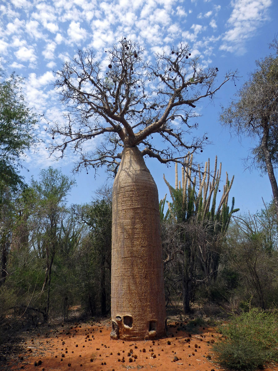 Baobab (Adansonia rubrostipa Jum. et H. Perrier)