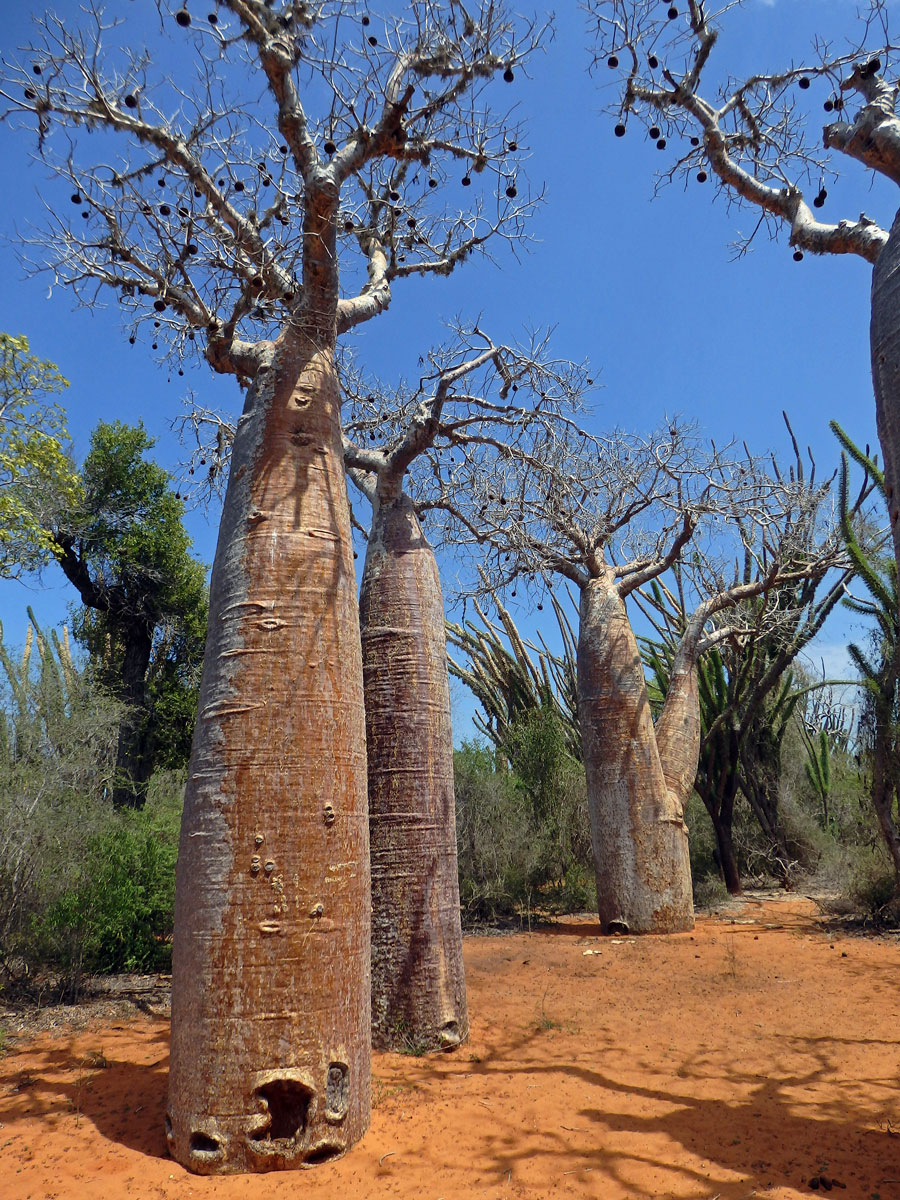 Baobab (Adansonia rubrostipa Jum. et H. Perrier)