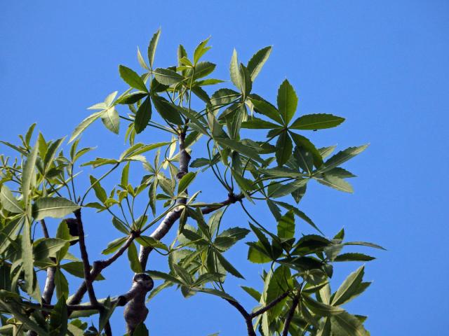 Baobab (Adansonia rubrostipa Jum. et H. Perrier)