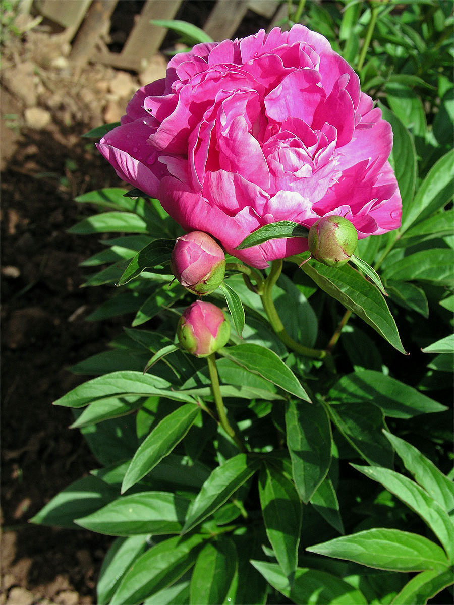 Pivoňka keřovitá (Paeonia suffructicosa Andrews)