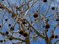 Baobab (Adansonia rubrostipa Jum. et H. Perrier)