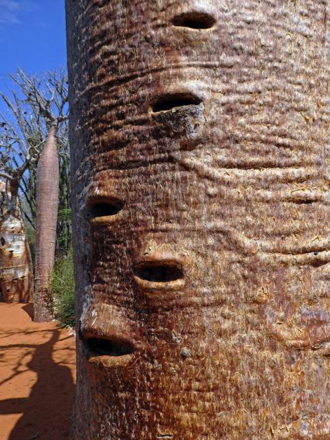 Baobab (Adansonia rubrostipa Jum. et H. Perrier)