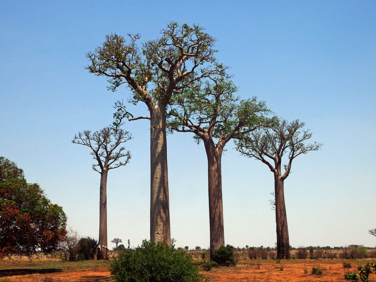 Baobab (Adansonia grandidieri Baillon)