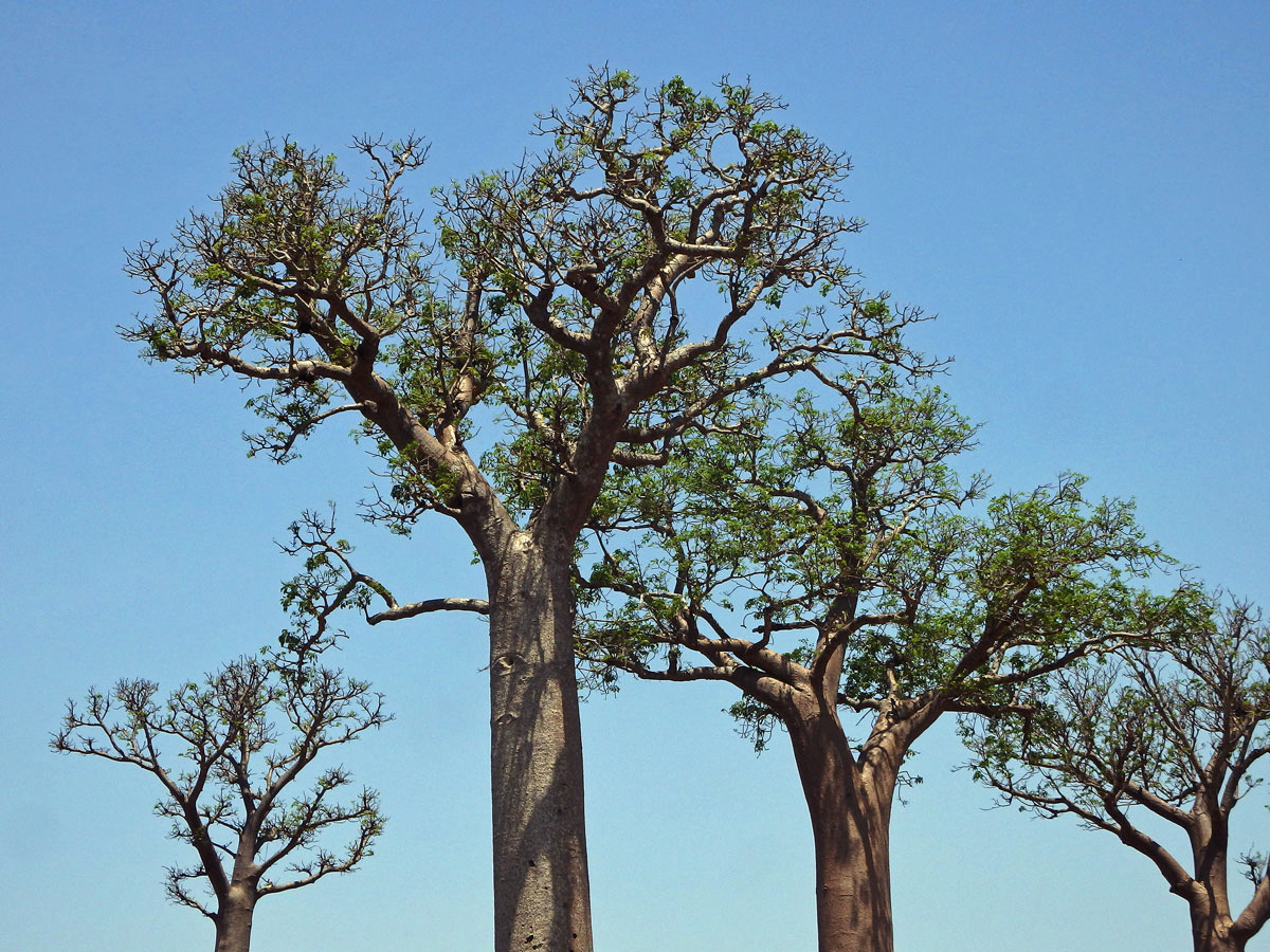 Baobab (Adansonia grandidieri Baillon)