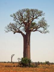 Baobab (Adansonia grandidieri Baillon)