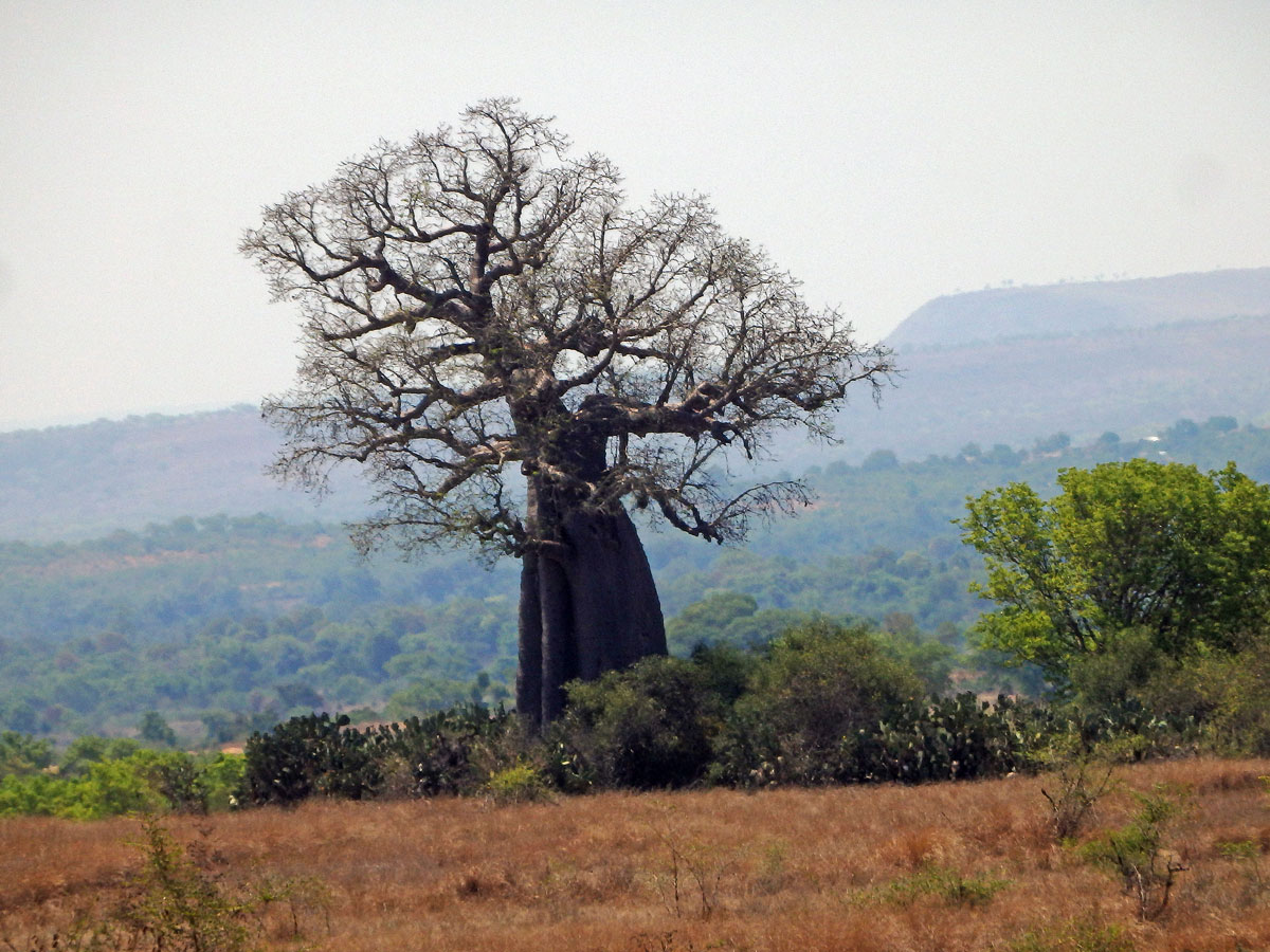 Baobab (Adansonia grandidieri Baillon)