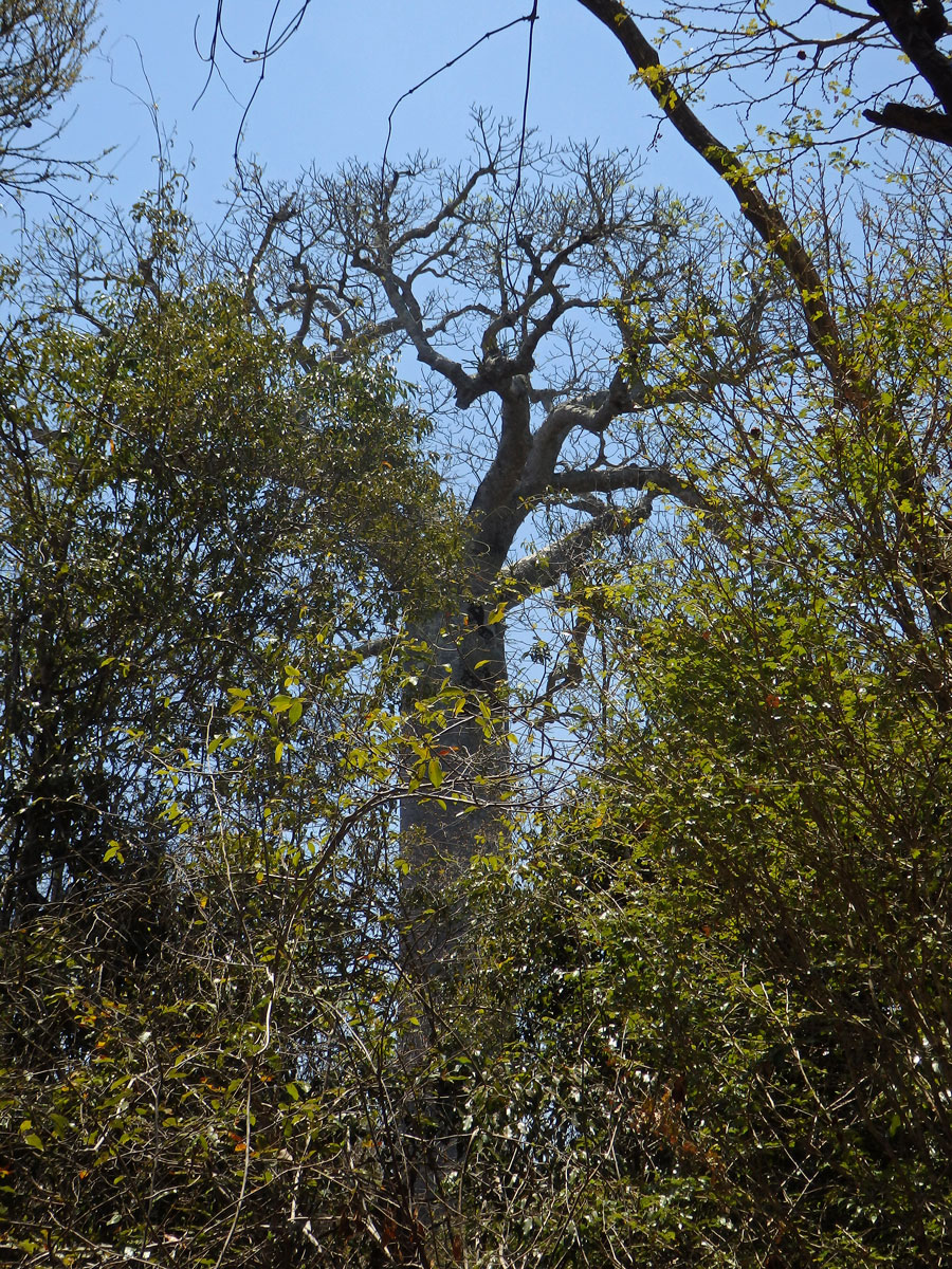 Baobab (Adansonia grandidieri Baillon)