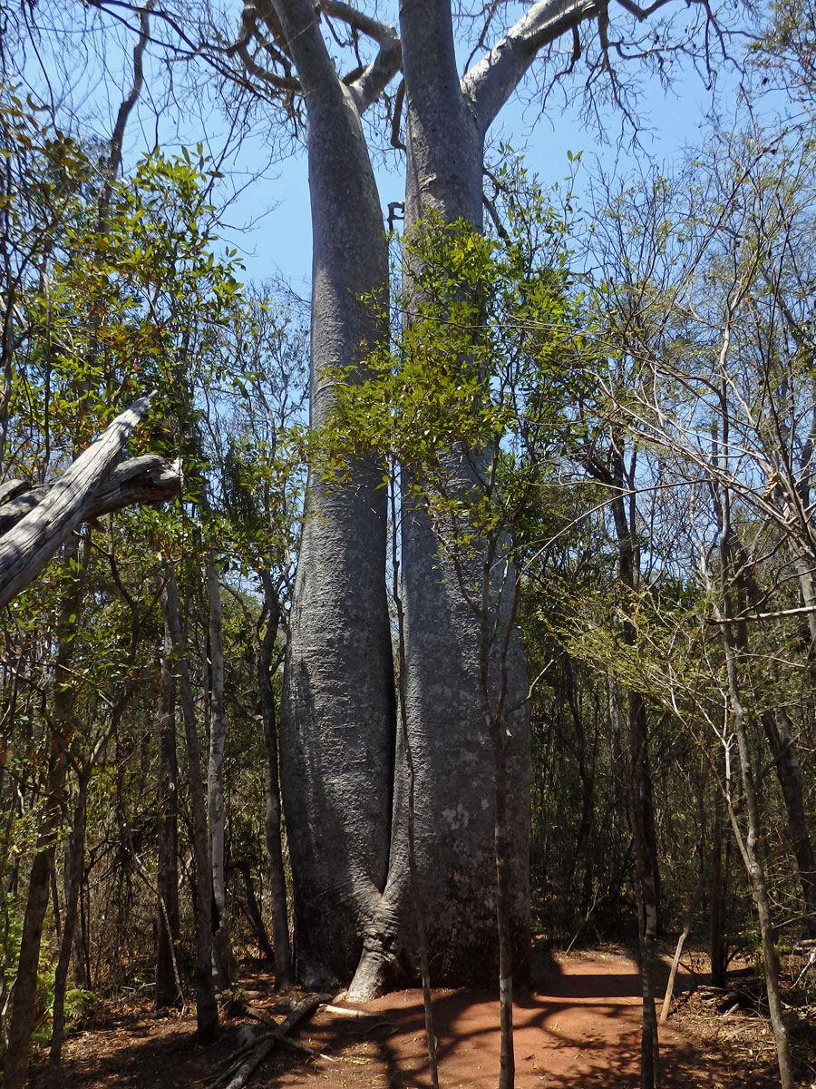 Baobab (Adansonia grandidieri Baillon)