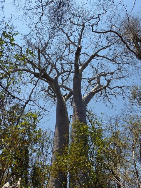 Baobab (Adansonia grandidieri Baillon)