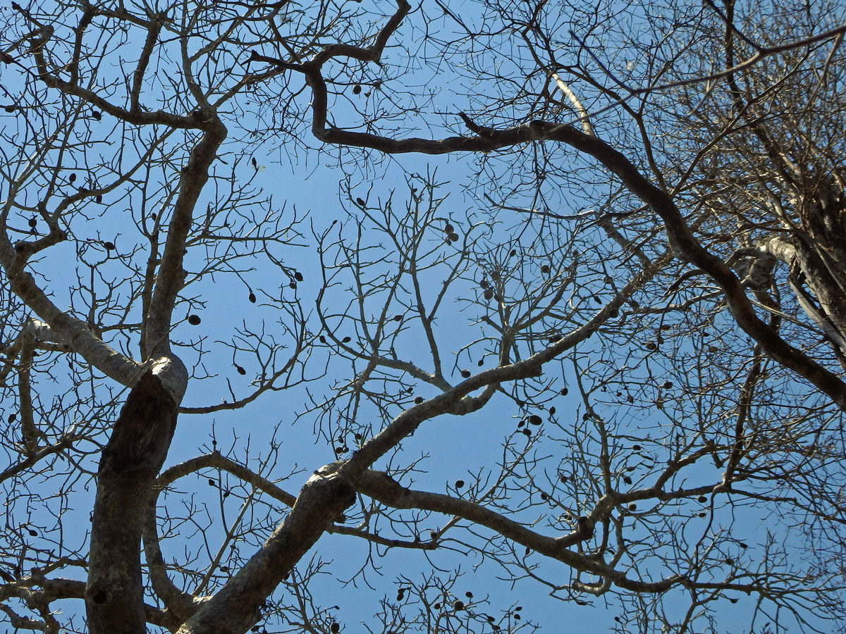 Baobab (Adansonia grandidieri Baillon)