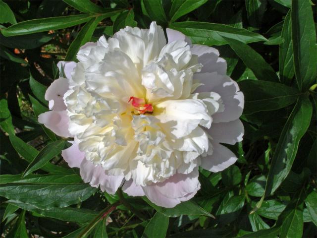 Pivoňka keřovitá (Paeonia suffructicosa Andrews)