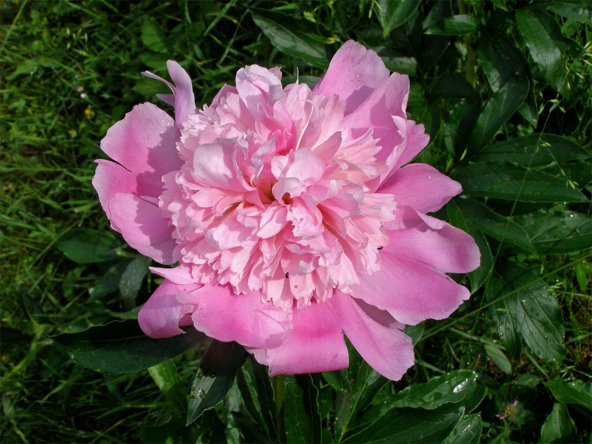 Pivoňka keřovitá (Paeonia suffructicosa Andrews)