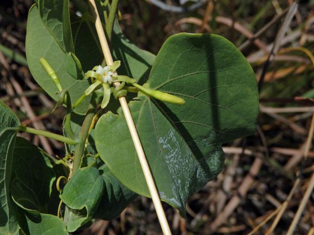 Adenia isaloensis (H. Perrier) W. J. de Wilde