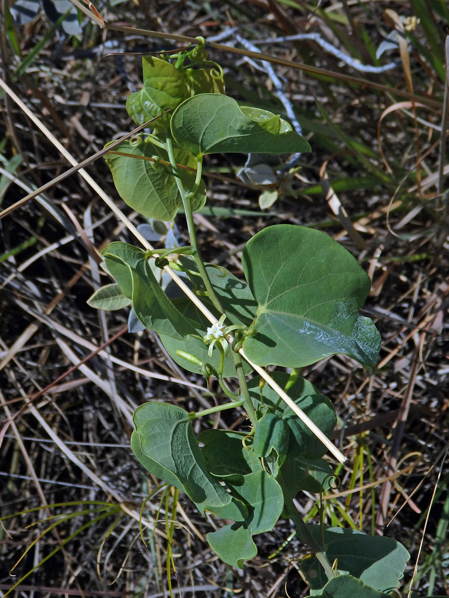 Adenia isaloensis (H. Perrier) W. J. de Wilde