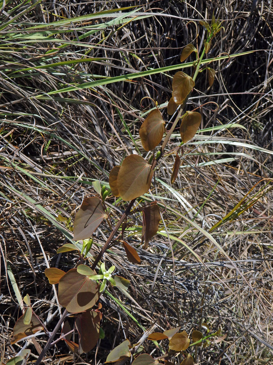 Adenia isaloensis (H. Perrier) W. J. de Wilde