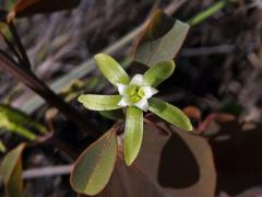 Adenia isaloensis (H. Perrier) W. J. de Wilde