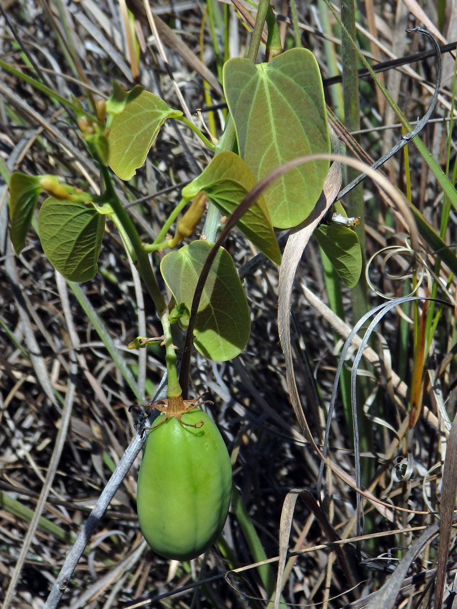 Adenia isaloensis (H. Perrier) W. J. de Wilde